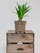 products/SotoProductShootLowQ-1911.jpg
